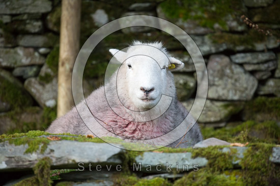 Asby (Workington) Lake district Sheep