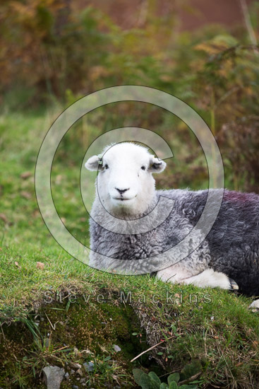 Grey Knotts Lakeland Sheep