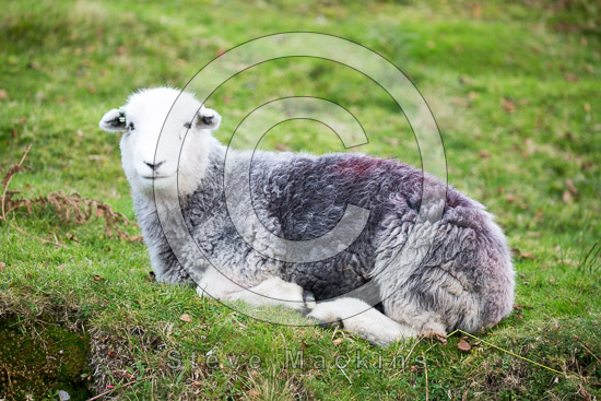 Finsthwaite Lake district Sheep