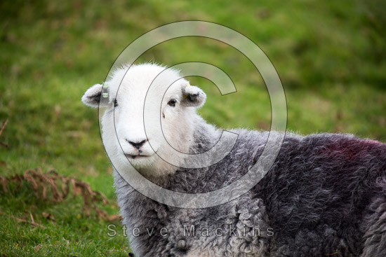 Salkeld Dykes Herdwick Sheep