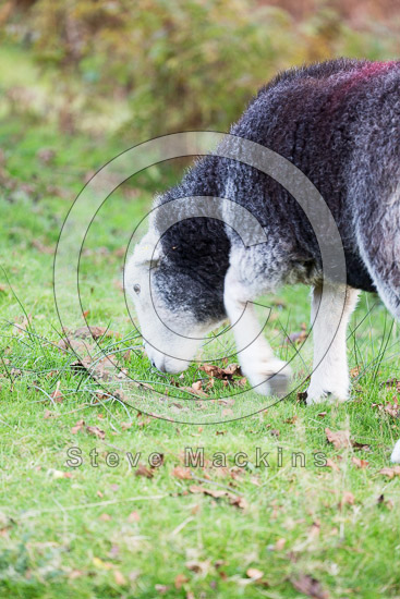 Blindcrake Herdwick Sheep