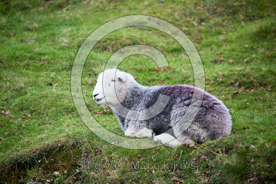 Slate Fell Valley Herdwick Sheep