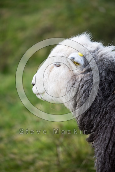 Eskdale Green Field Herdwick Sheep