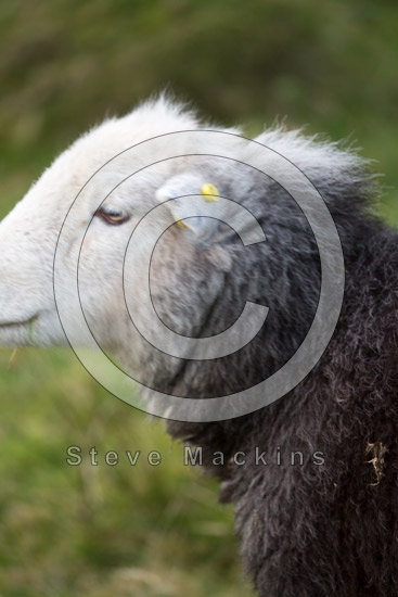 Rockcliffe Valley Herdwick Sheep