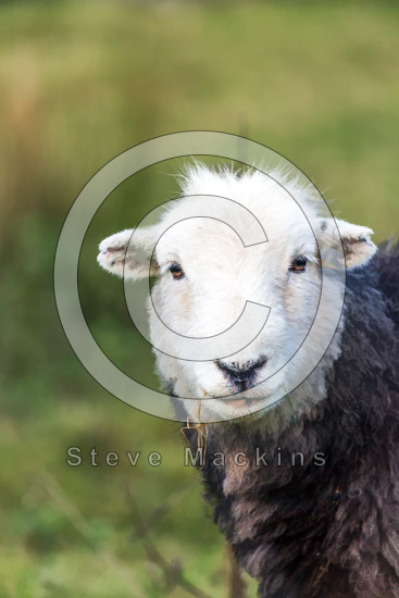 Briery Valley Herdwick Sheep