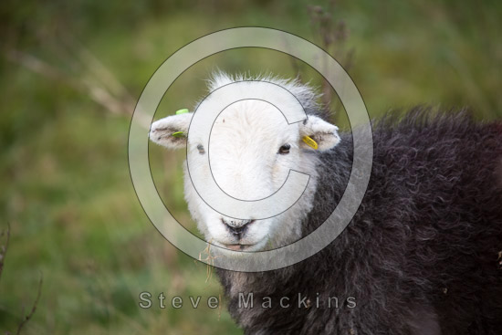 Kirkby Stephen Farm Lakeland Sheep