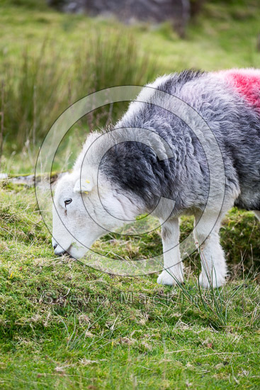 Crosby-on-Eden Field Herdwick Sheep