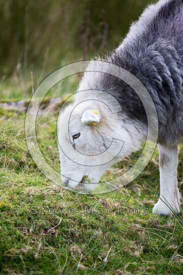 Loadpot Hill Farm Lakeland Sheep