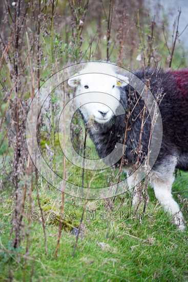 Witherslack Field Herdwick Sheep