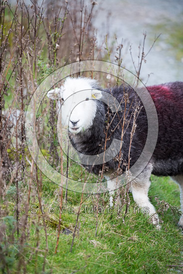 Westnewton Valley Lakeland Sheep