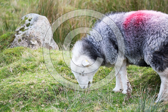 Rest Dodd Field Lake district Sheep