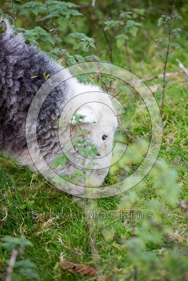 Lake District Field Herdwick Sheep