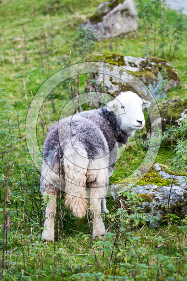 Great Strickland Herdwick Sheep