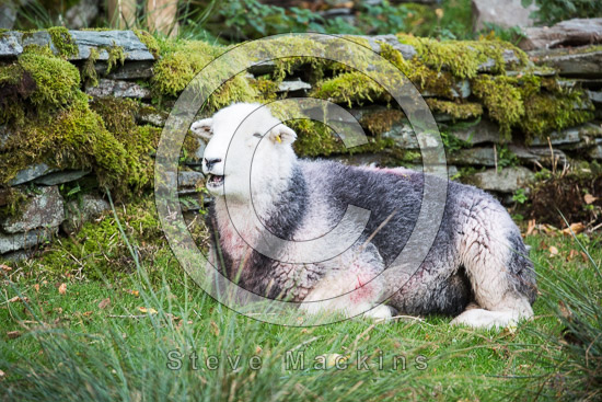 Low Wood Field Lakeland Sheep