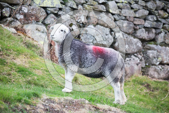Kirkcambeck Farm Herdwick Sheep