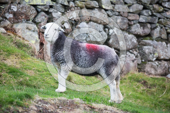 Helm Crag Herdwick Sheep