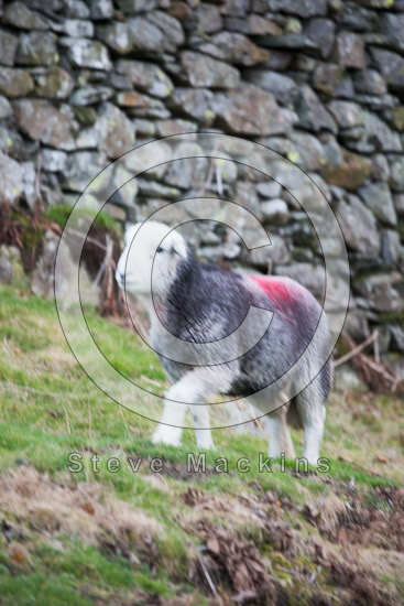 Blencarn Field Herdwick Sheep