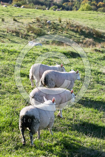 Near Sawrey Farm Lakeland Sheep