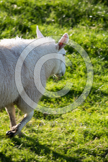 Bampton Grange Field Lakeland Sheep