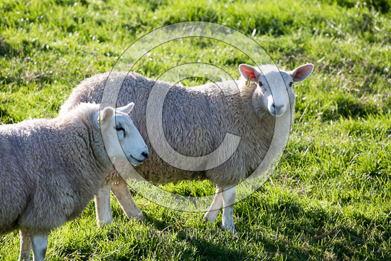 Crosby-on-Eden Field Lakeland Sheep