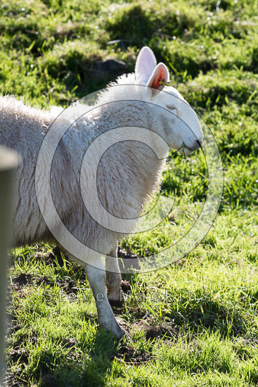 Haverthwaite Farm Lake district Sheep