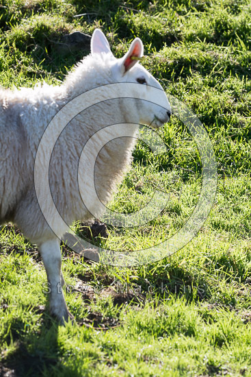 Dearham Valley Lake district Sheep