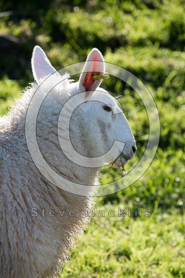 Castle Carrock Herdwick Sheep