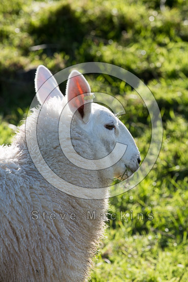 Ousby Lakeland Sheep