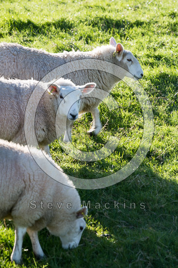 Wythop Mill Valley Lakeland Sheep