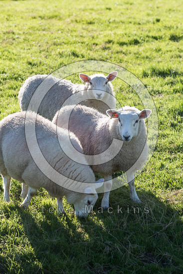 Seathwaite (Borrowdale) Field Lake district Sheep