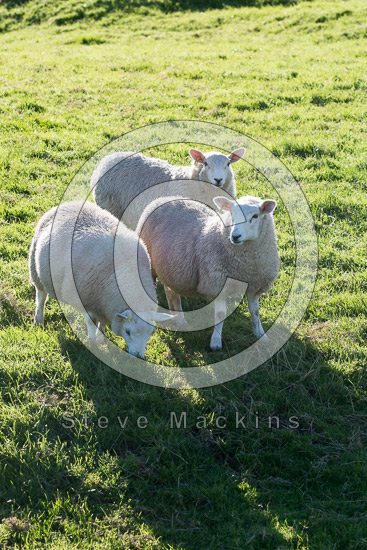 Bakestall Valley Lakeland Sheep