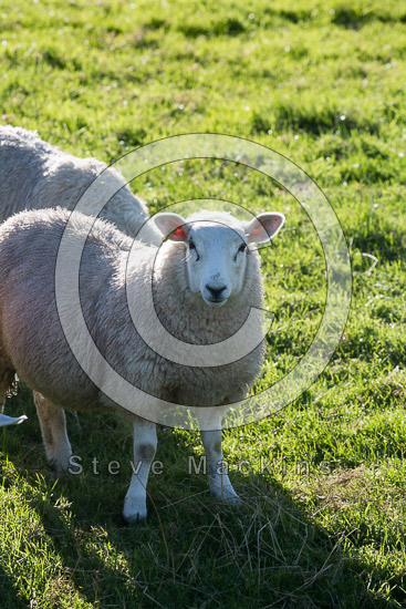 Clappersgate Farm Lake district Sheep