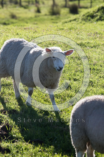 Dodd Farm Herdwick Sheep