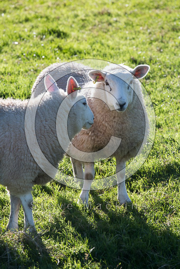 Barton Valley Lakeland Sheep