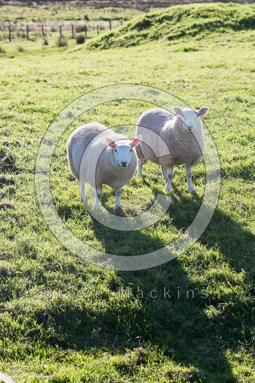 Cumdivock Field Lakeland Sheep