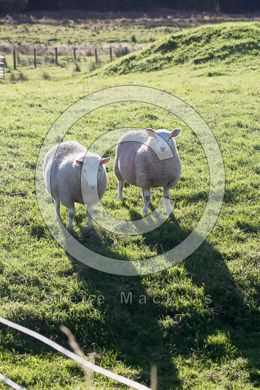 Aglionby Field Lakeland Sheep