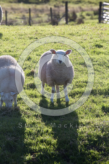 Beetham Farm Herdwick Sheep