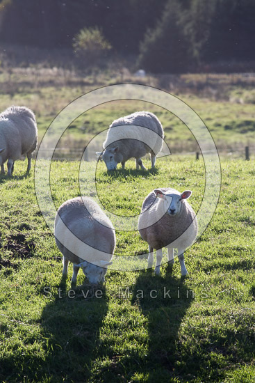 Blindcrake Valley Lake district Sheep