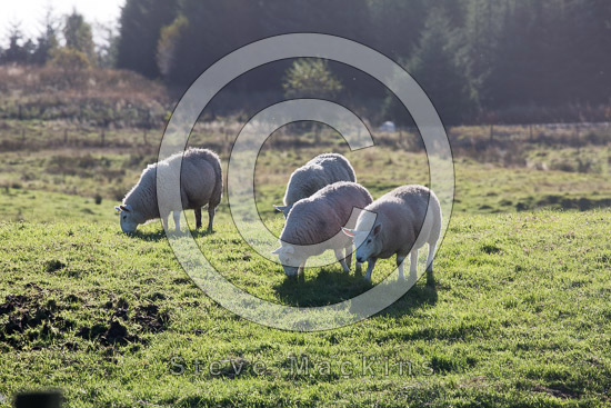 Brough Field Lakeland Sheep