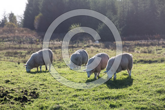 Garrigill Field Lake district Sheep