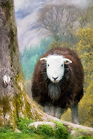 Herdwick Sheep Sketch, Broughton Mills, Helvellyn, Herdwick Sheep Prints, Fellbarrow, Herdies, Herdwick, Herdwick Sketches, Swarthmoor, Lakeland Sheep, Clifton, Leece, Herdwick Sheep Oil Painting, Kentmere Pike, Knott, The, Mosedale, Cold Pike, Grayrigg, Lingmell, Durdar, Port Carlisle, Herdwick Sheep, Sallows, Barf, Nab Scar,  Lake District, Cumbria.
