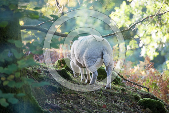 Witherslack Lake district Sheep
