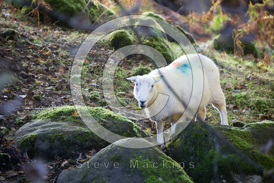Askam in Furness Farm Lakeland Sheep