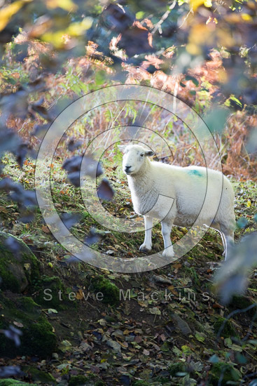 Kirkhouse Field Lake district Sheep