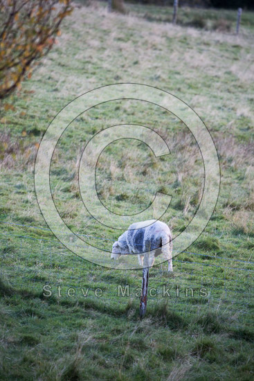 Crosby Ravensworth Field Herdwick Sheep