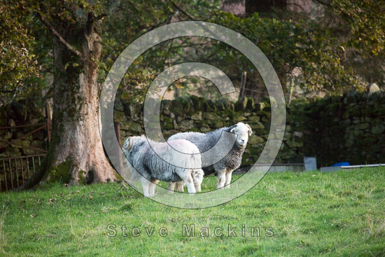 Longlands Fell Farm Lakeland Sheep
