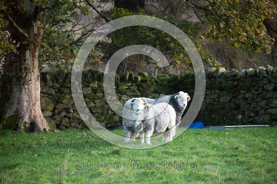 Staveley (Kendal) Farm Herdwick Sheep