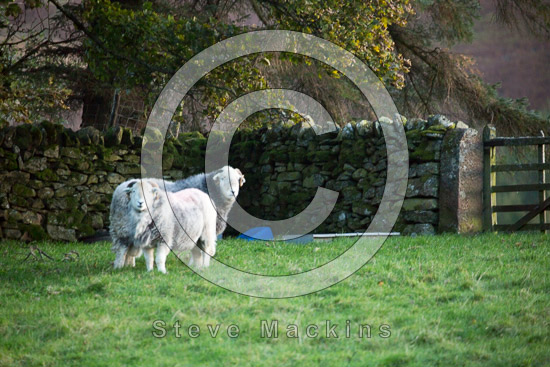 Birkhouse Moor Field Lakeland Sheep