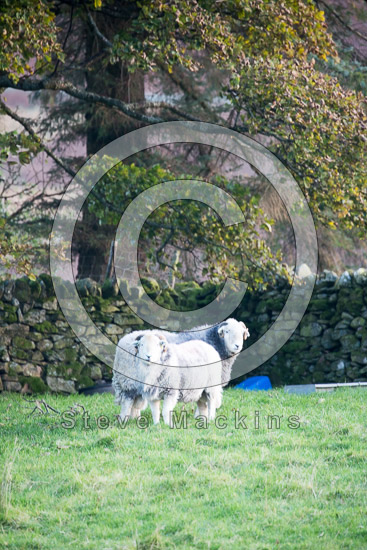Patterdale Field Herdwick Sheep