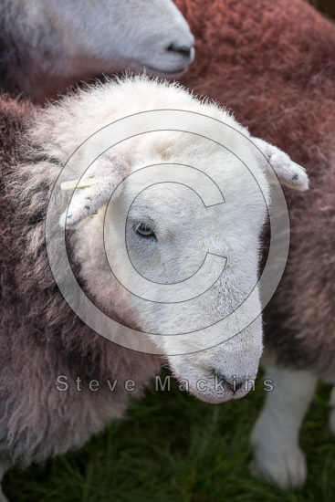 Grayrigg Farm Herdwick Sheep